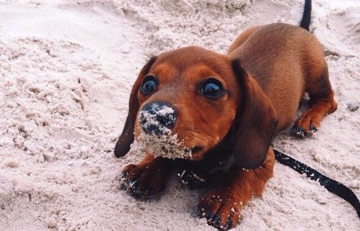 ElNacionalWeb's tweet image. La raza de perro ideal según tu signo bit.ly/1Yb9SUn