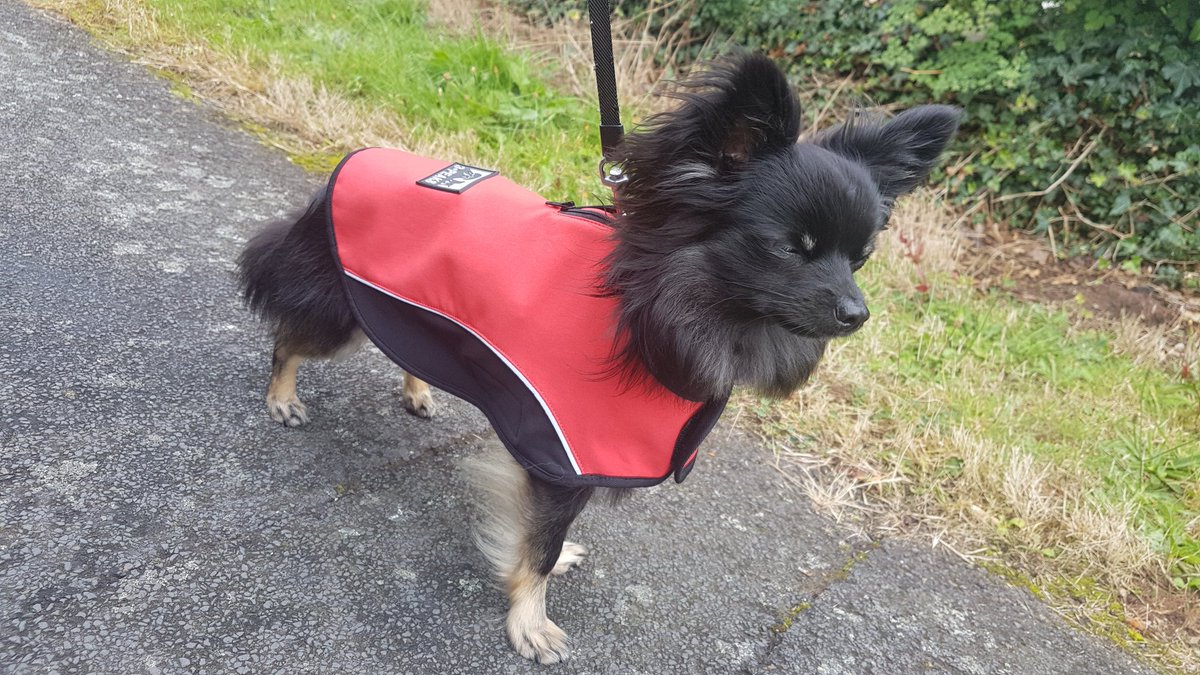 charlie_burra's tweet photo. A coat is an important accessory in any Chi wardrobe.
and no my legs aren't actually on fire.
#firelegs #chilife #burro https://t.co/Wkecrlze1w