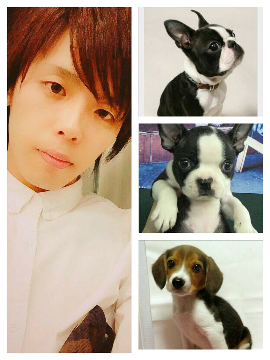 はち まんと ぜあらる ボストンテリア タキシードを着たような毛色が特徴 その見た目と温厚で落ち着いた性格から別名 犬界の紳士 寛容力があり子供の相手も我慢強く付き合う 無駄吠えが少なく小型なのでマンション住まいの人にも人気 次点 3枚