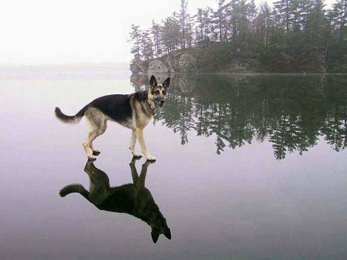 WSHHFANS's tweet photo. DOG SPELLED BACKWARDS IS GOD...  LET ME FIND OUT THE LORD IS MY SHEPHERD https://t.co/J1osYlDCtR