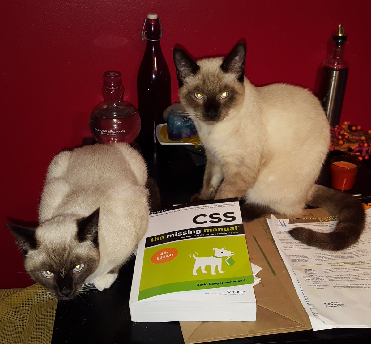 EricLHepperle's tweet image. #SiameseCat Oliver &amp;amp; Mirabella checking out Daddy&apos;s programming book for CSS class #TheMissingManual #SiameseSunday