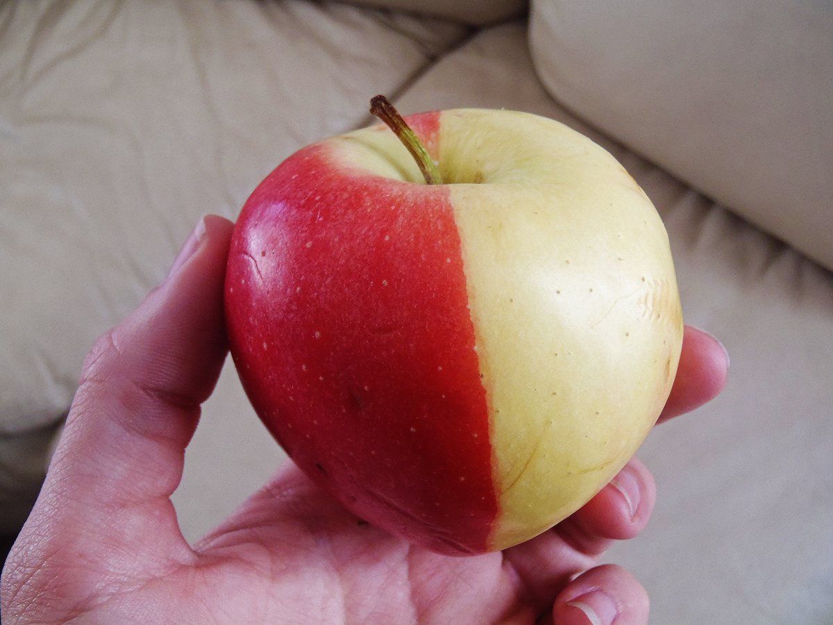 Interesting apple we had in our bag of apples , should we call it harlequin apple ? XD
