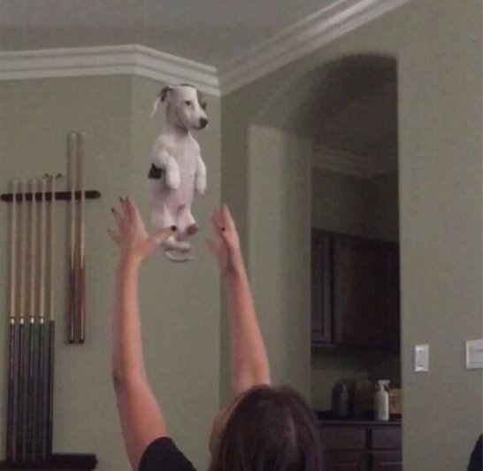 rycardoantunes's tweet photo. qdo sua dona ta te jogando pra cima mas vc para pra pensar na desigualdade social e em todos aqueles cachorrinhos q moram na rua https://t.co/Mqv6Vn1qV7