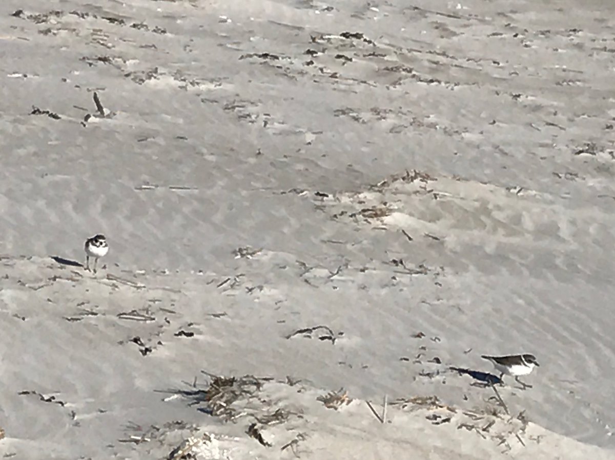 PlasticStrands's tweet image. Plovers at Crane Beach @thetrustees