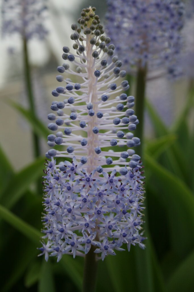 تويتر 草木のこと على تويتر Scilla Maderensis シラー マデレンシス ヒヤシンス科ツルボ亜科シラー属 の一つ 紫の小さな花が三角錐型に着く アフリカとユーラシア大陸の森林 亜高山帯の草原 海岸などにおよそ90種のシラー属が分布する 園芸種としても広く