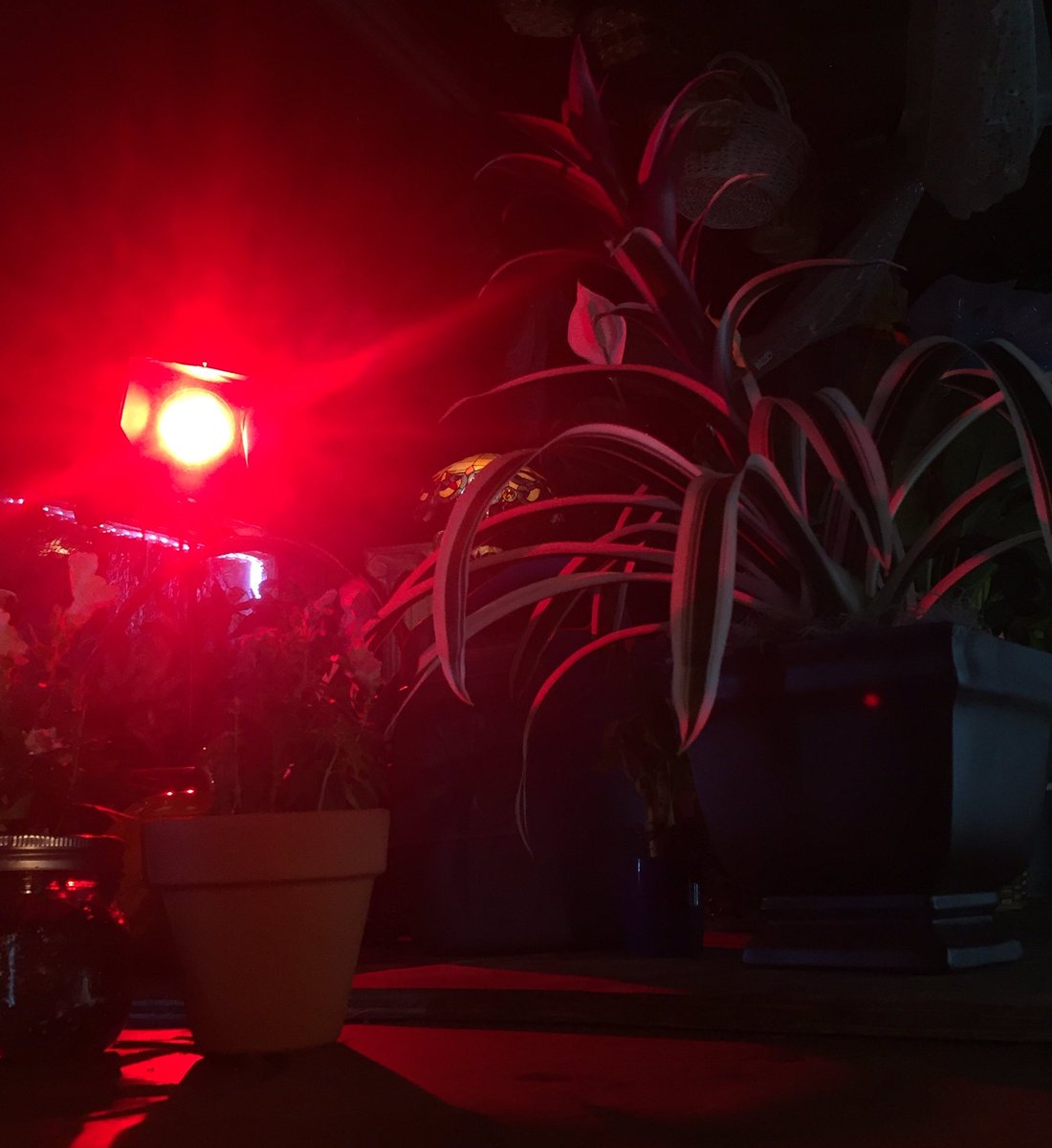 WildflowerShort tweet picture