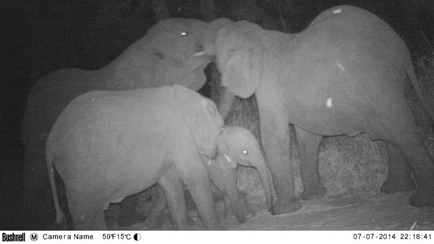 Give thanks, it's WildCam Wednesday. Enjoy this great pic of elephants at night. #worthmorealive bit.ly/gwildcam