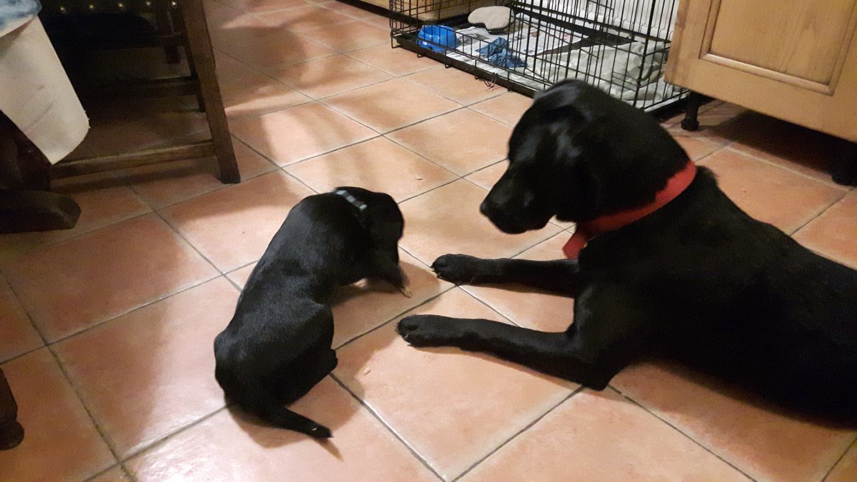 TamsinHarris21's tweet photo. Following our Rebel's tragic death we've found a friend for Dash at last - welcome Jet who'se taken over already! #LabradorFriends https://t.co/MywC8xdjXN