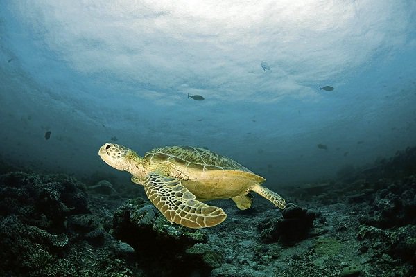 inquirerdotnet's tweet photo. Turtles born in beach resort released to their habitat https://t.co/jLFHkcrL54 https://t.co/JCFkHRgnNQ
