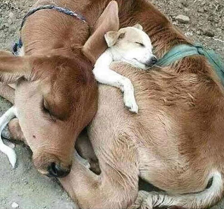 AnimalRightsPrj's tweet photo. We can learn a lot from them

#animals #coexistence #nature #love #ourfourleggedfriends #friends #truefriends #truefriendship #realfriends https://t.co/GH8bayxB7s