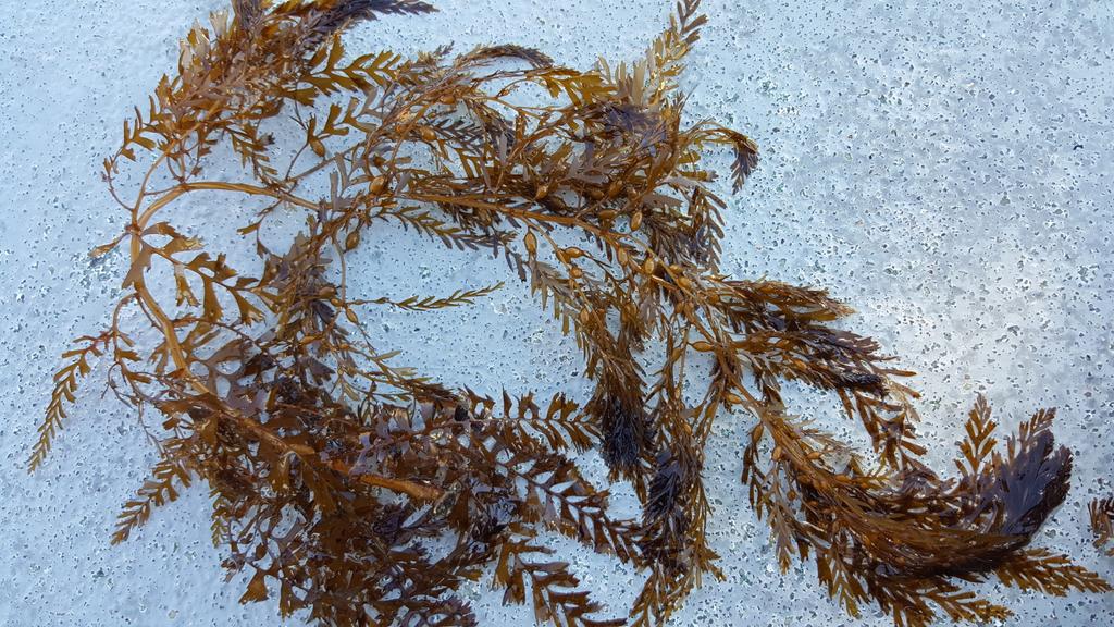 StyxDvr's tweet photo. Found lots of Sargassum horneri taking over the reefs. #EcoNarcs #ClarkMagnet #LexusEcoChallenge https://t.co/DqC1bfWg0j