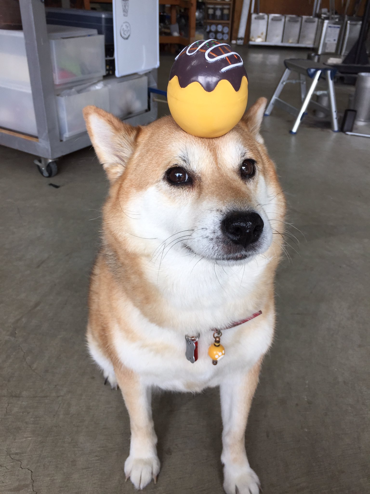 頭にたこ焼きを乗せた柴犬が可愛すぎて悶える 話題の画像プラス 頭にたこ焼きを乗せた柴犬が可愛すぎて悶える 話題の画像プラス