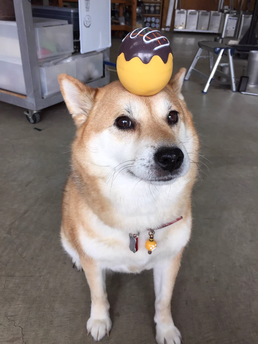頭にたこ焼きを乗せた柴犬が可愛すぎて悶えるｗｗｗ