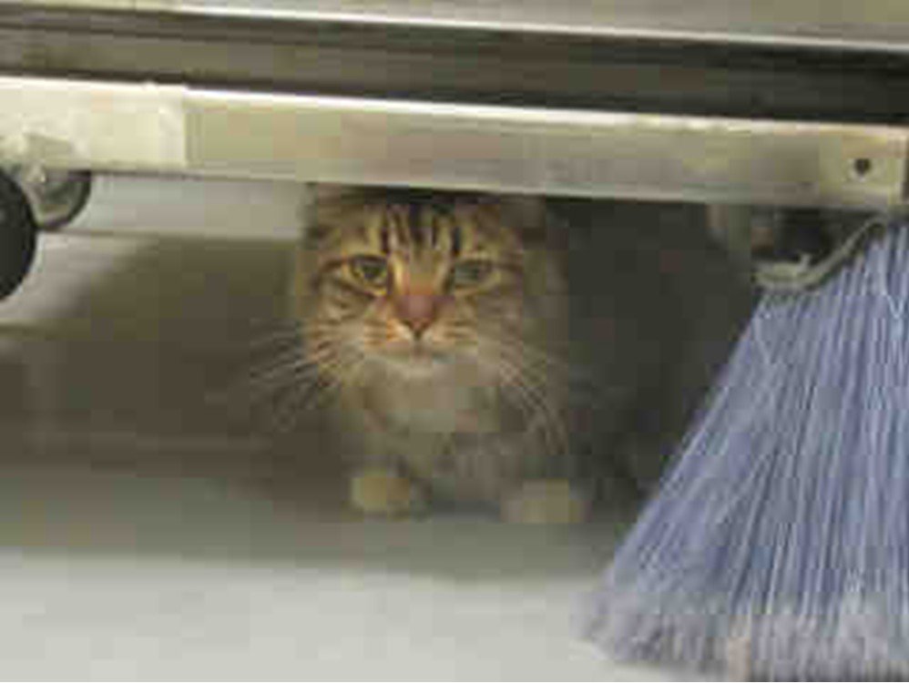 PetfindToronto's tweet photo. Pls RT2unite #FOUNDCAT 11/11 #Toronto Animal Services A760045  #East 416-338-7539 Brn tabby DMH/M/3Yr https://t.co/dNQgEs2kNd