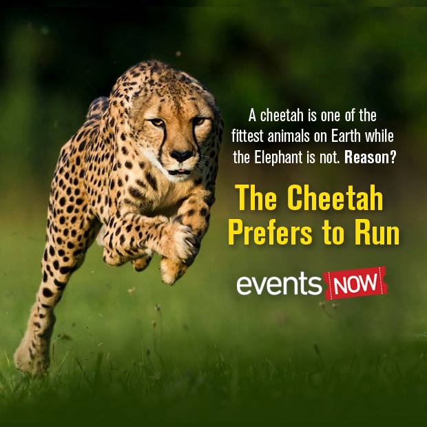 Hyd_10K_Run's tweet photo. A cheetah is one of the fittest animals on Earth while the Elephant is not. Reason? The Cheetah prefers to run. #RunforHyd @EventsNowIndia https://t.co/AB3O4MTwL2
