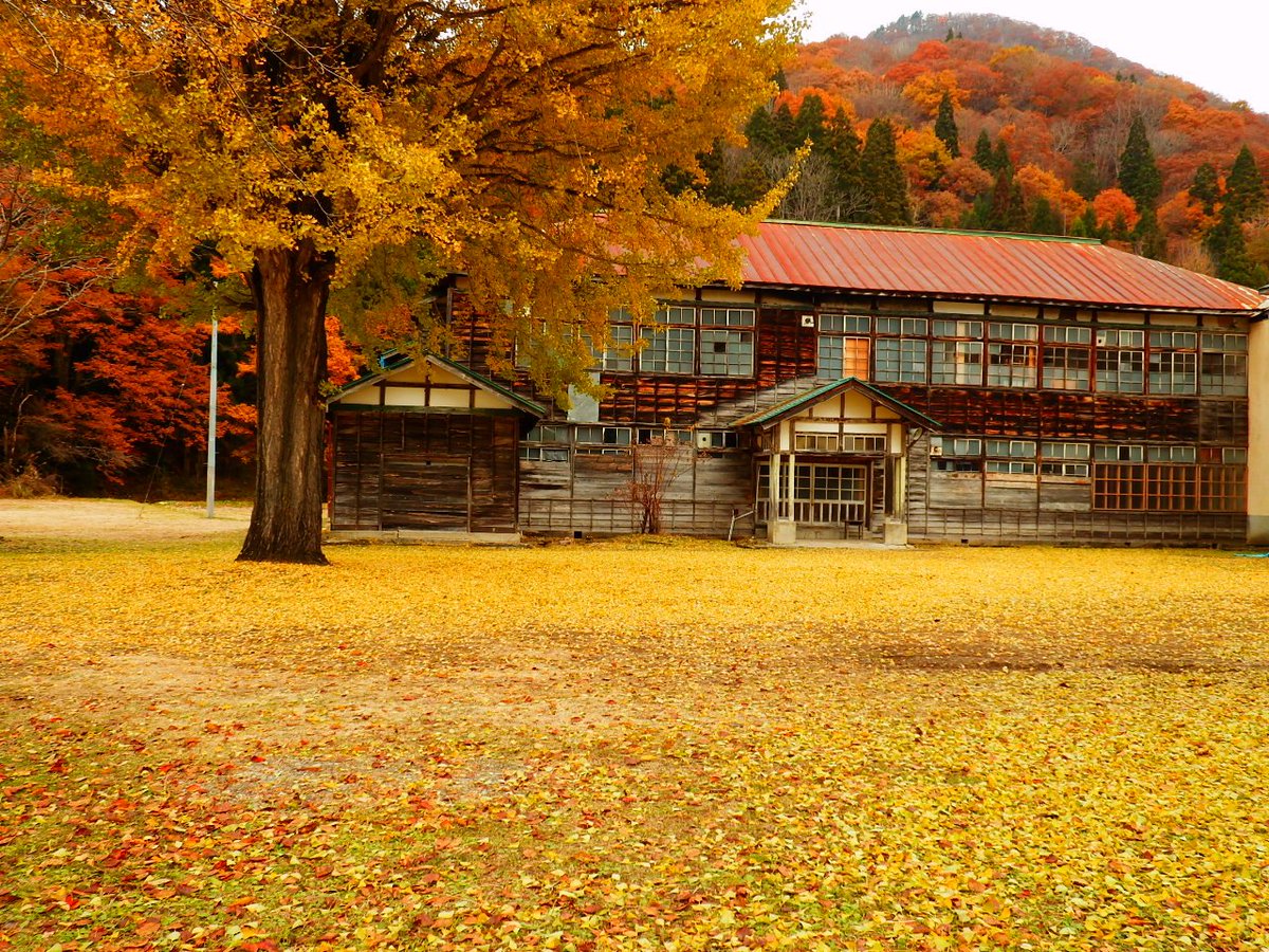 イチョウ 16 11 14 今日の喰丸小学校 黄色の絨毯 昭和村 喰丸小学校 Ftvみんなの天気 映画ハーメルン
