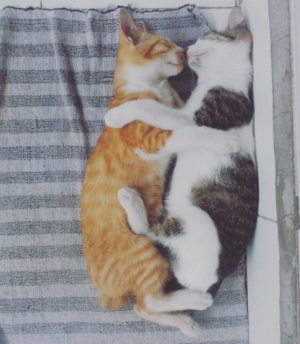 "Perbedaan warna kulit bukanlah penghalang untuk kami saling mengasihi" (Kucings, 2016) 😻💖