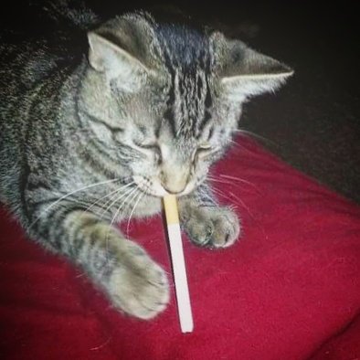 Nyleak's tweet photo. He's been trying to quit but the stress of being a cat is getting to him 😂 #Cats #SmokingKitty #IDidntDoIt
#BadKitty #lol https://t.co/1kAUzArEOG