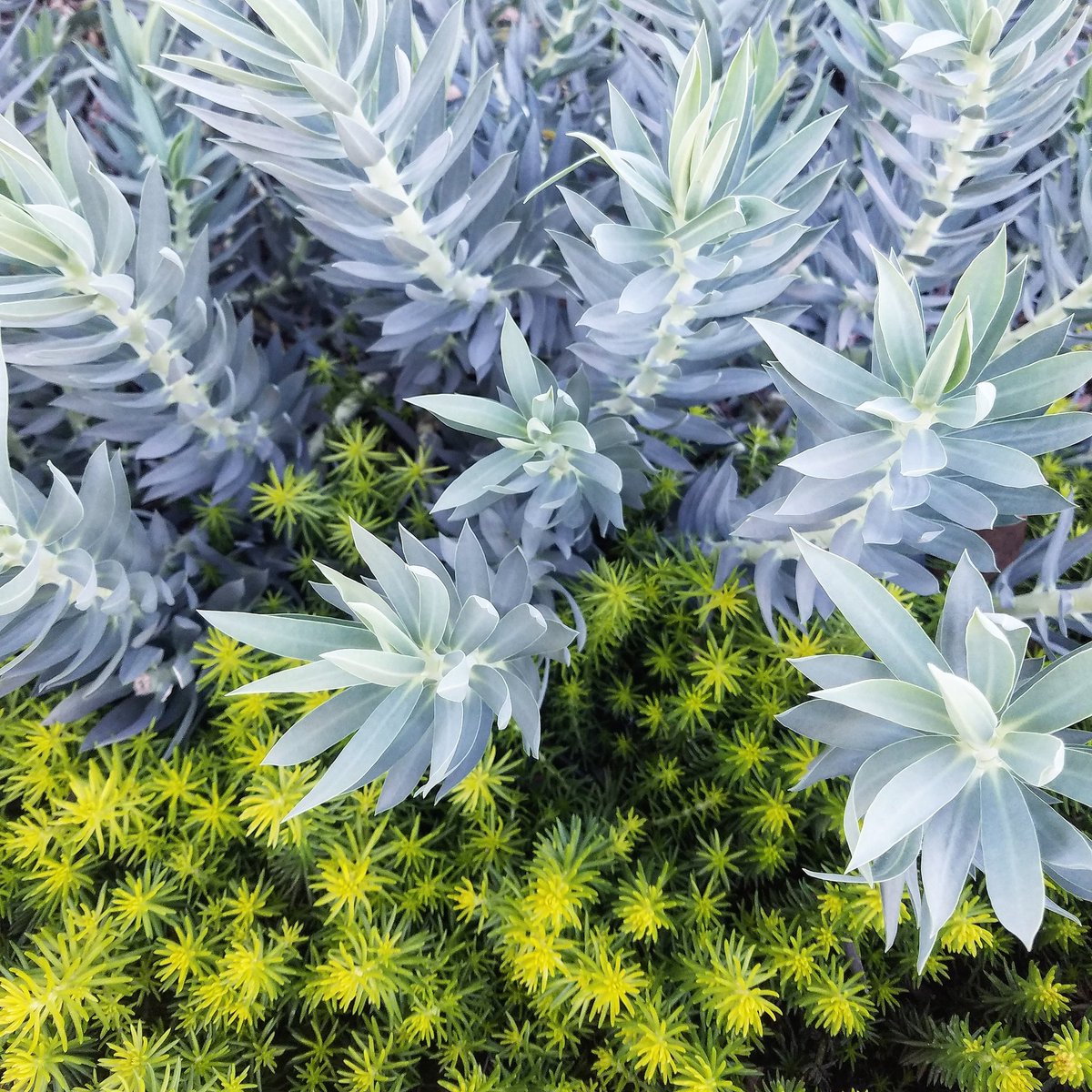 abbyautryhome's tweet image. You may remember - location, location,  location! Don&apos;t forget texture, texture, texture! 
#colorandtexture #tulsabotanicalgarden #garden