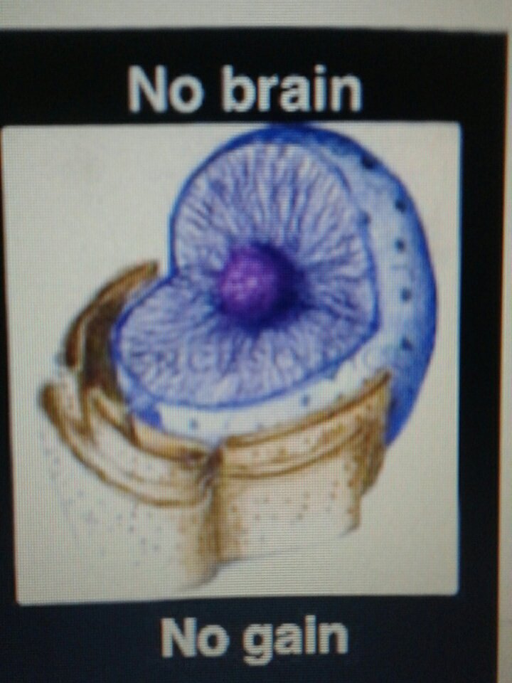 nookleeuns's tweet photo. I'm the nucleus: the boss of the cells. Without me none of the other organelles  would exist. #organellewars @whsbiokelson https://t.co/ge4MdoY4Az