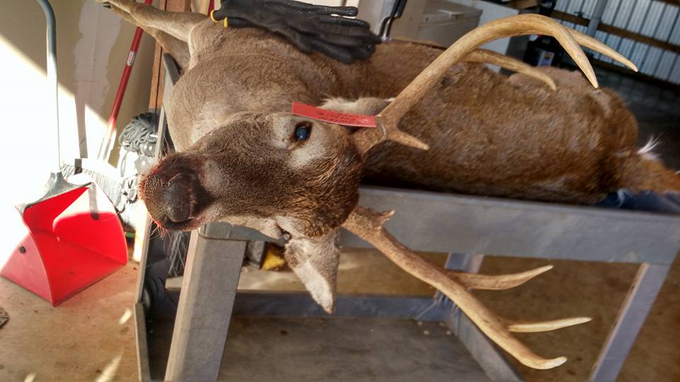 okdeerprocessor's tweet image. Lawson Guthrie brought in this BUCK. Nice wide 8 pt. facebook.com/mudcreekwildga… … #meatinthefreezer #bringusyourkills #mudcreekprocessing