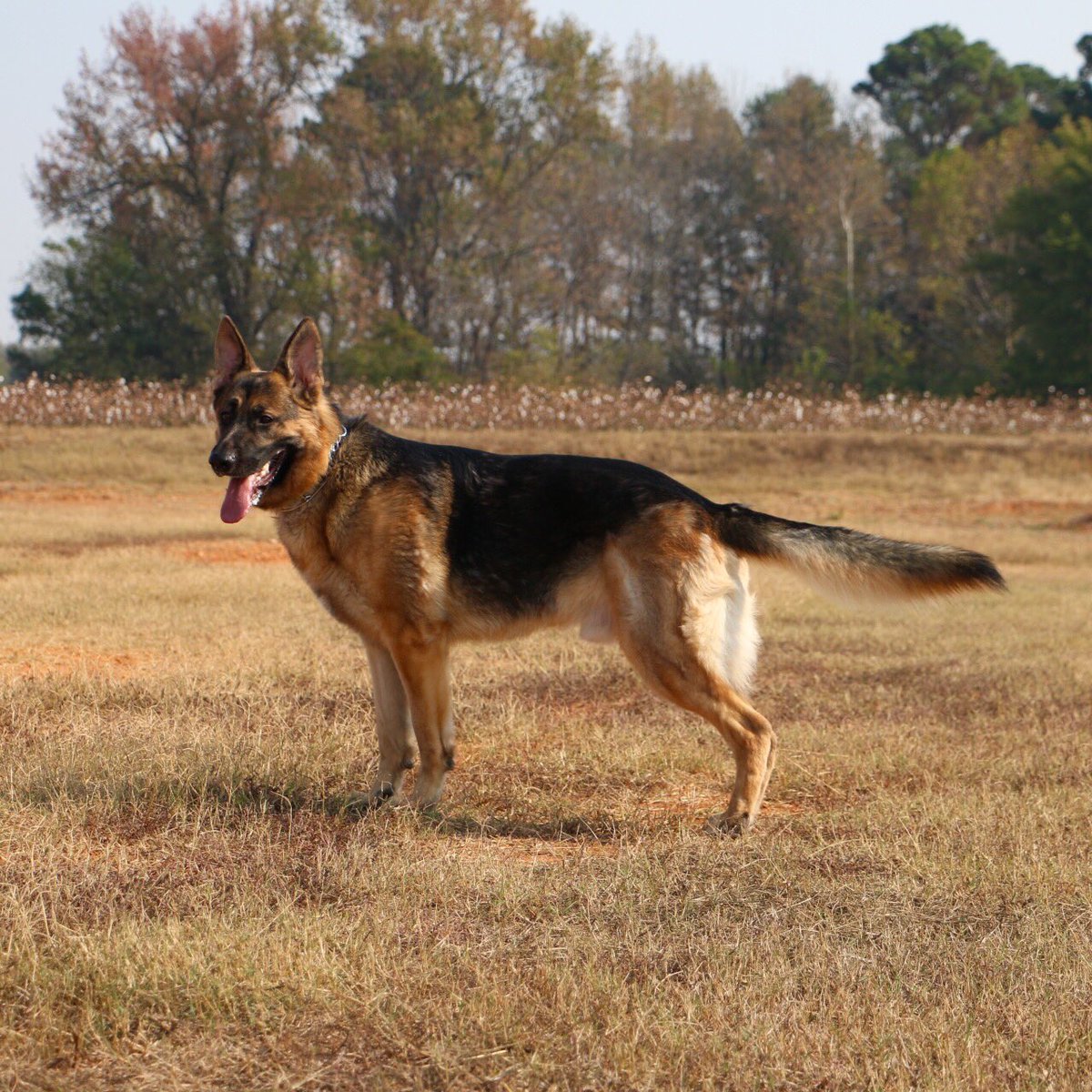 Samthegsd's tweet photo. Looking for doughnuts and M&amp;M's🍩 https://t.co/0yK5lfRjbN
