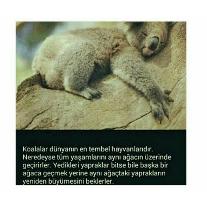 Allahım çok tatlı ya 😄
