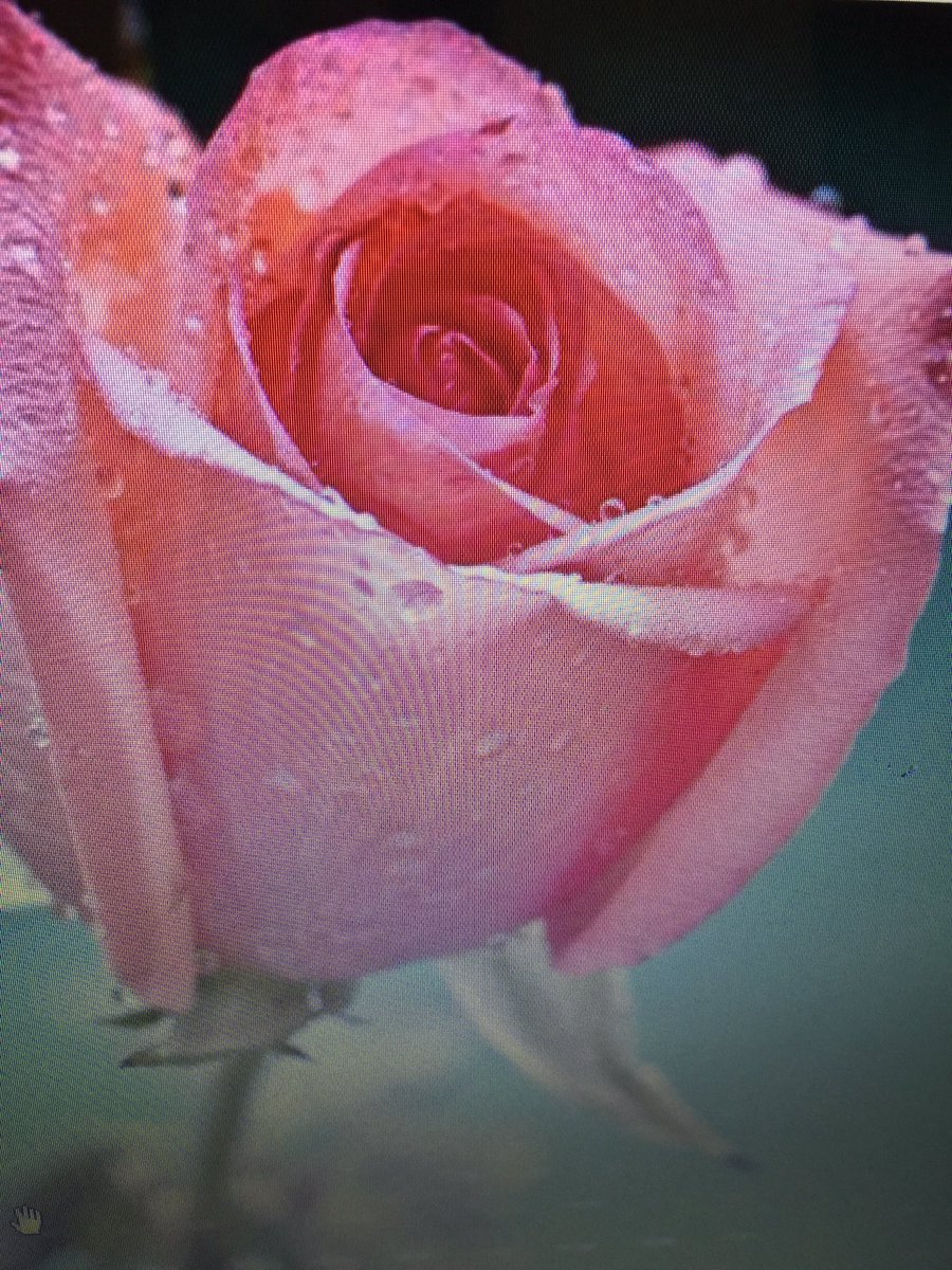 z_tosa's tweet photo. @lizaelizarova16 https://t.co/Fh9Icvmqmy