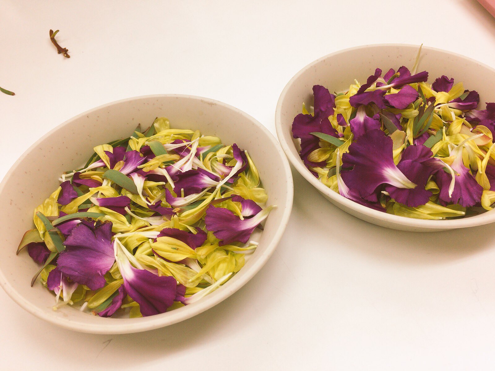 ユカワアツコ Al Twitter 受付バイト先の音楽教室で 月曜は花を生けかえる日で 趣味の近い小1女子の生徒さんと 古い花バラして遊ぶ 菊があったので 今日は色味的にも豪華 花弁 を取った後のガクの形も知れて面白いです カーネーションのガク チューリップのよう