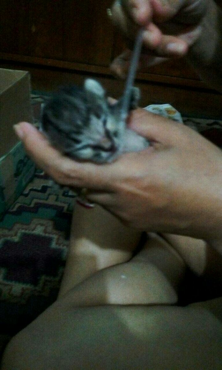 Cat Lovers Kaskus tweet media
