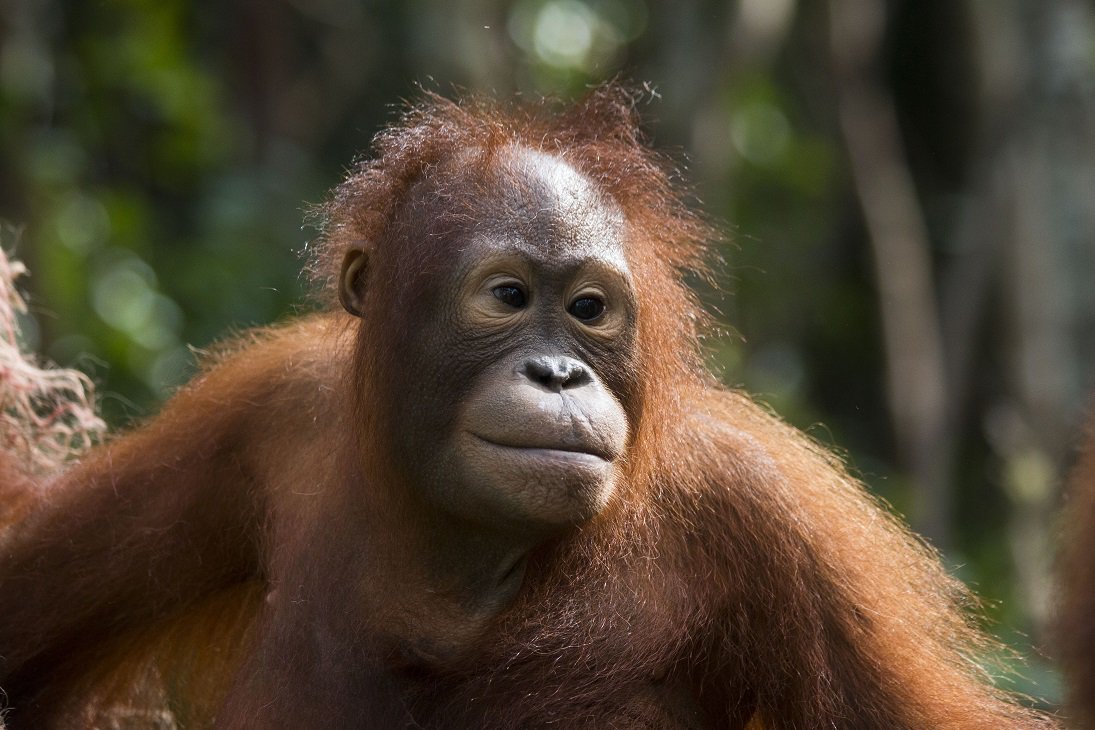 OrangutanTOP tweet picture