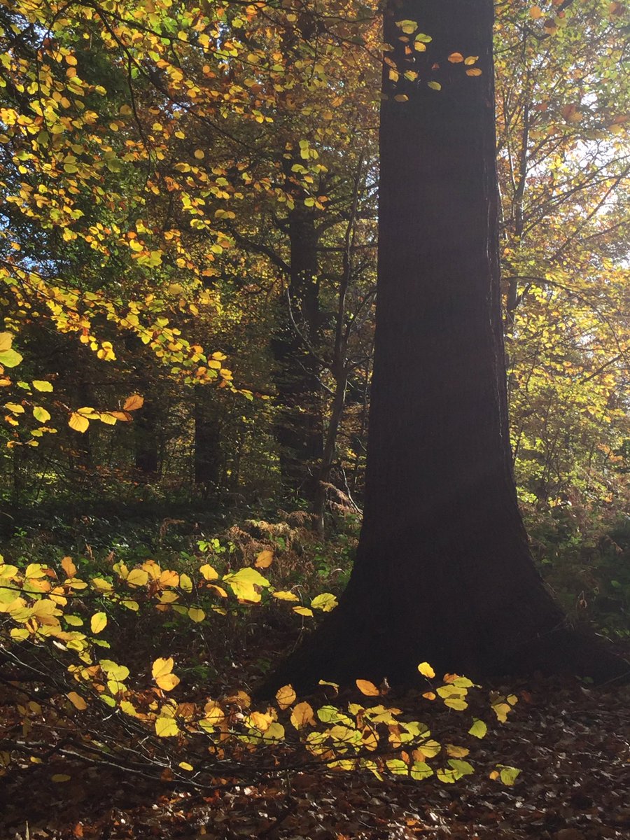 VerveGardens's tweet photo. You inspired me @MJ_Horticulture ! Came to @NTClumberPark yesterday for a sunny Autumn walk https://t.co/OJotyMbtJR