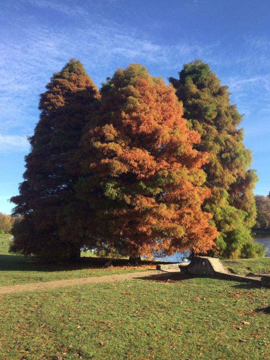 VerveGardens's tweet photo. You inspired me @MJ_Horticulture ! Came to @NTClumberPark yesterday for a sunny Autumn walk https://t.co/OJotyMbtJR