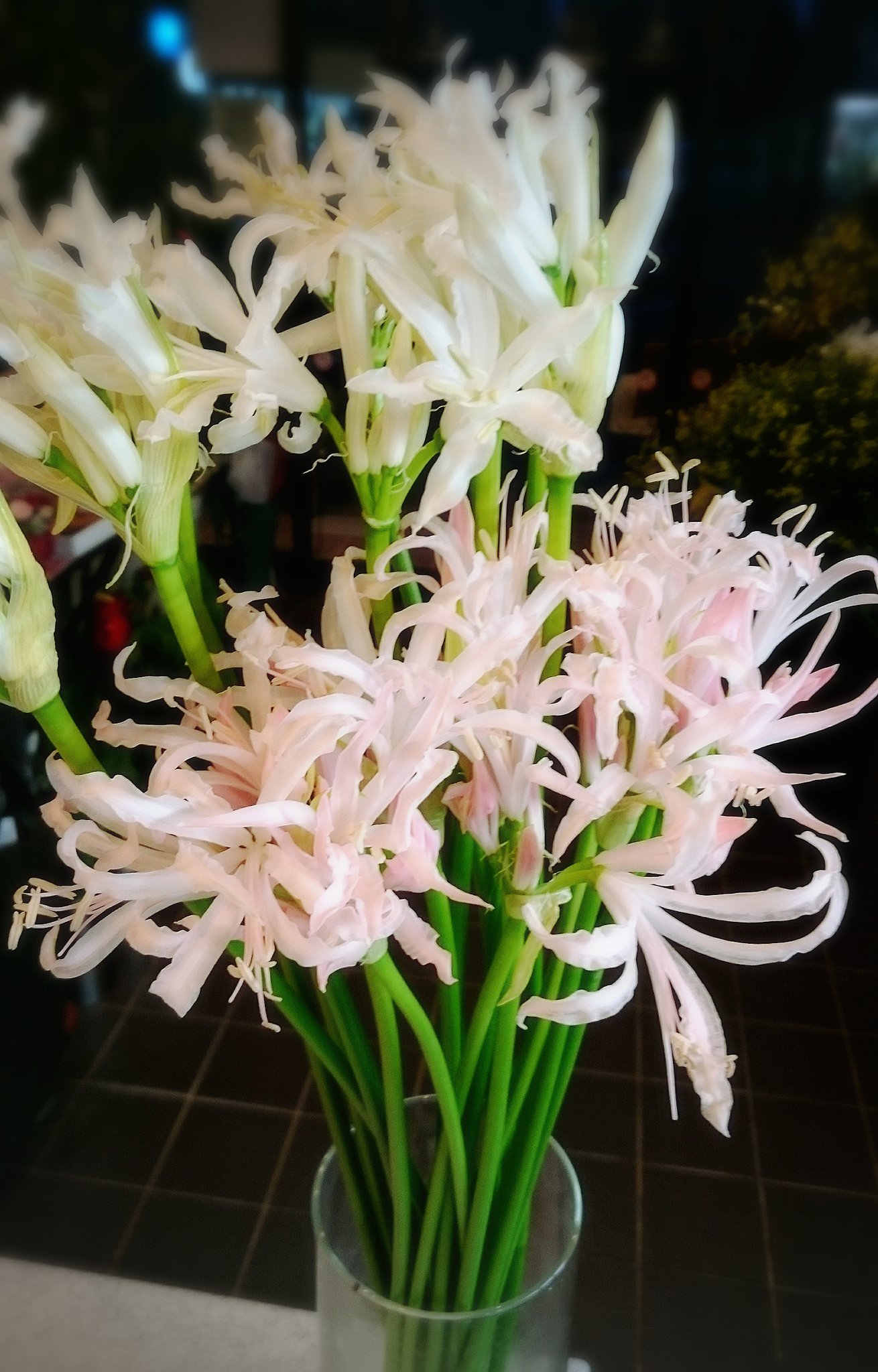 Uzivatel みどりや店長 仙台花屋 Na Twitteru 店長のきまぐれお花紹介 本日は W O ﾈﾘﾈ 白ﾋﾞｱﾝｶﾍﾞﾈ Pｱﾙﾋﾞﾍﾞｯﾀ Oです 彡 花言葉は また会う日を楽しみに 忍耐 幸せな思い出etc 日の光があたると宝石のようにｷﾗｷﾗと輝くことから別名は ﾀﾞｲﾔﾓﾝﾄﾞﾘﾘｰ