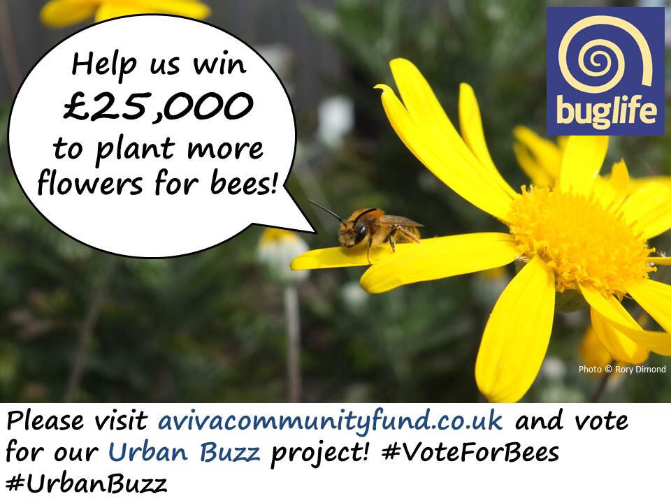Team4Nature's tweet image. FINAL STAGE of #UrbanBuzz challenge: 10,000 votes by 18/11/16? Please #VoteForBees &amp;amp; RT avivacommunityfund.co.uk/voting/project… ❤️🐝