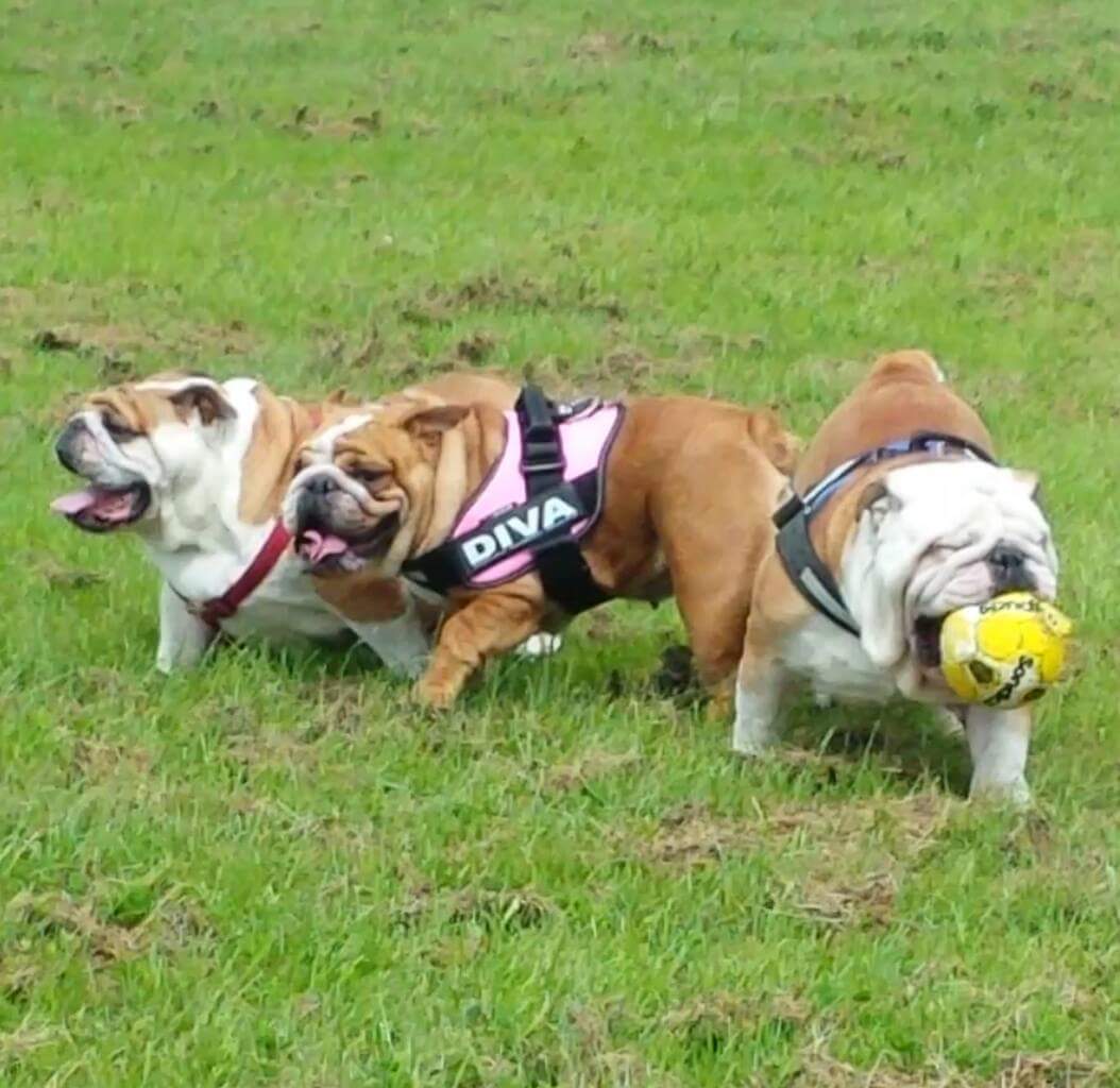 BullyMagic's tweet image. Frank - me not sharing my ball with da girls.