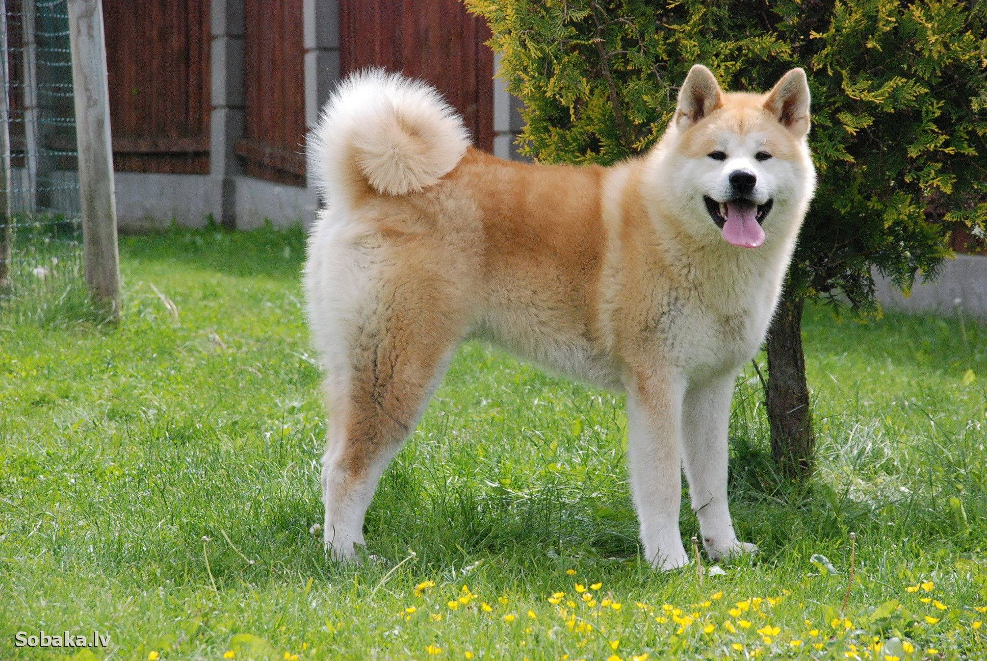 Pandpand パンドパンド Twitterren 本日の世界の愛犬 忠犬ハチ公 としても日本では人気の有名犬種です 犬種名 秋田犬 原産国 日本 特徴 飼主にとても忠実で 番犬として広く親しまれてきた その一方