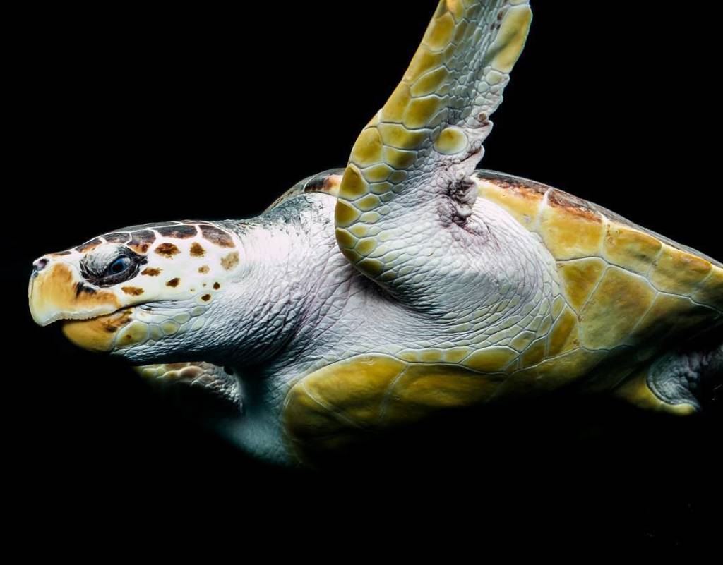 La #tortuecaouanne impressionnante dans le bassin mer ouverte à #nausicaa / Impressive #lo… ift.tt/2fr24QR