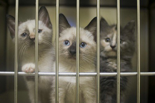 snapgoodapp's tweet photo. Save homeless pets by adopting from a shelter! #Snapgood #Adopt #DoGood #Dogs #Cats #Pets # Snapgood #SnapgoodApp https://t.co/vpYlsIe9P7