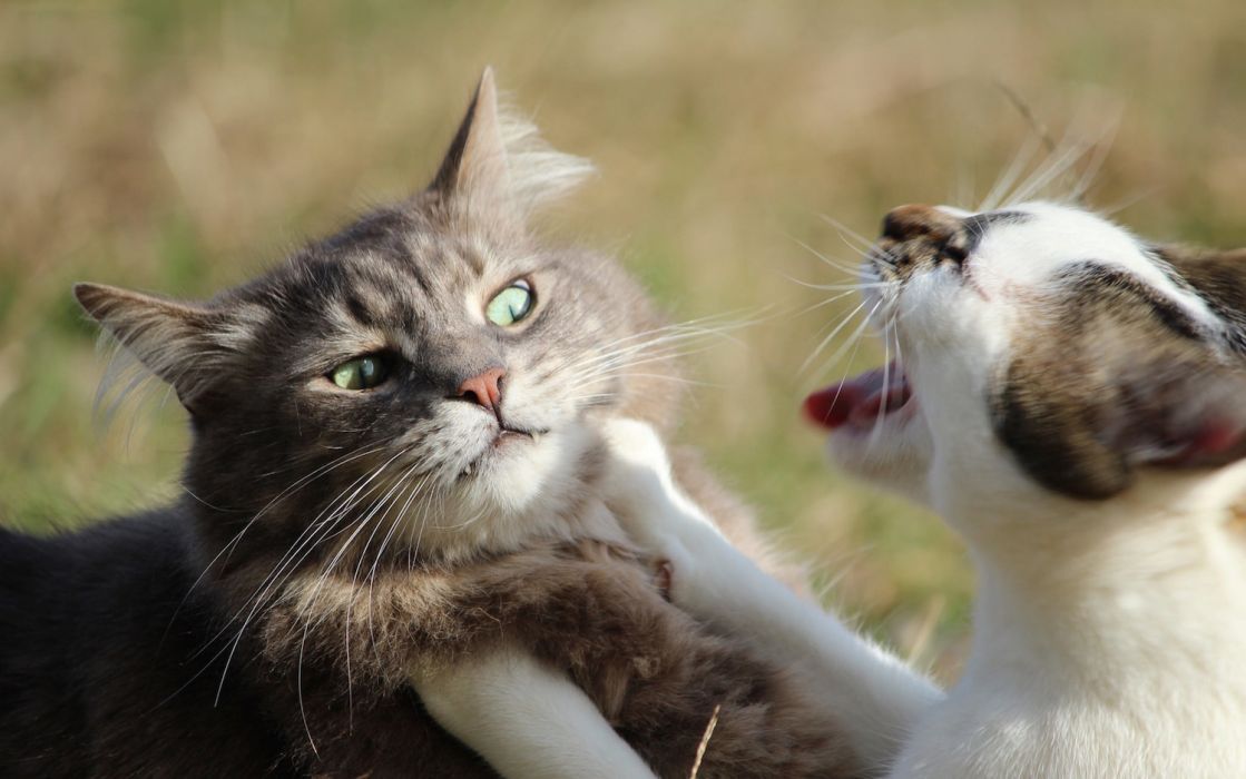 Funny Cats (@lnfunnycat) / Twitter Funny Cats (@lnfunnycat) / Twitter