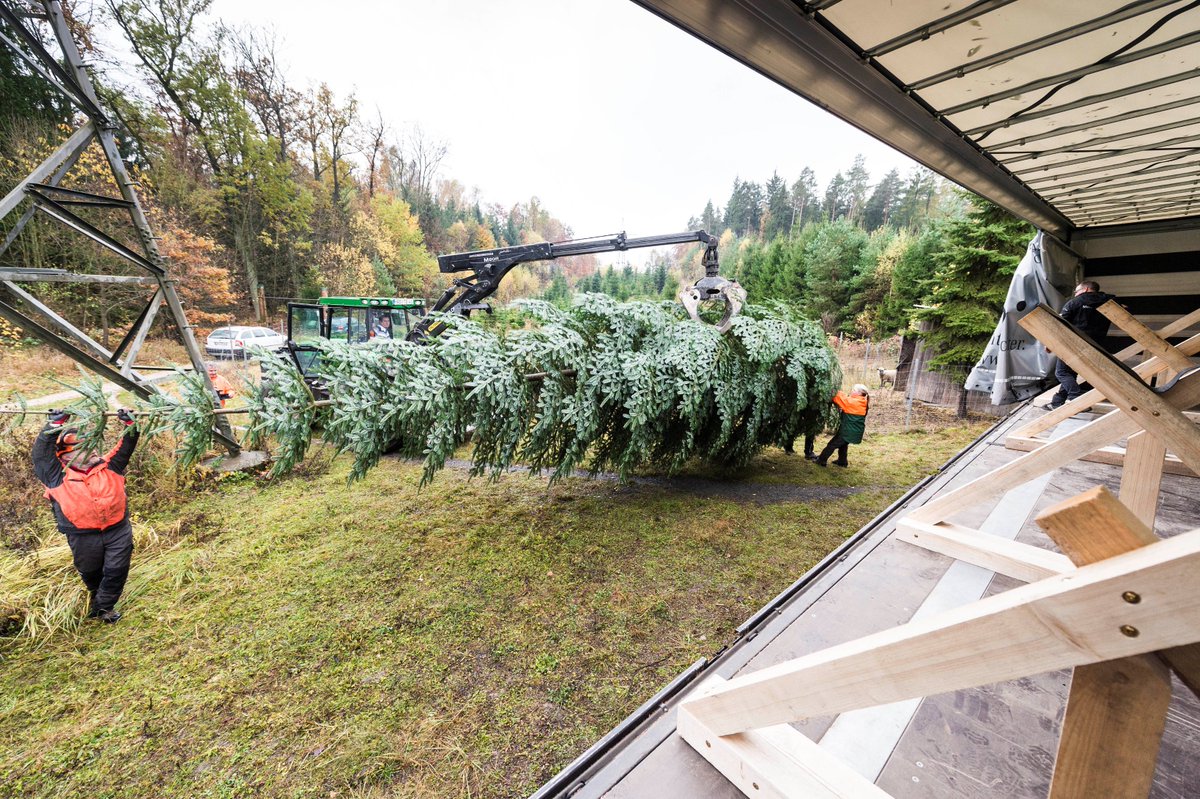 DaimlerTruckUK's tweet image. More pics of the #Coburg #Christmas tree and #Actros entering, loading, exiting the forest and with Ehrenburg Palace. For the @RoyalFamily