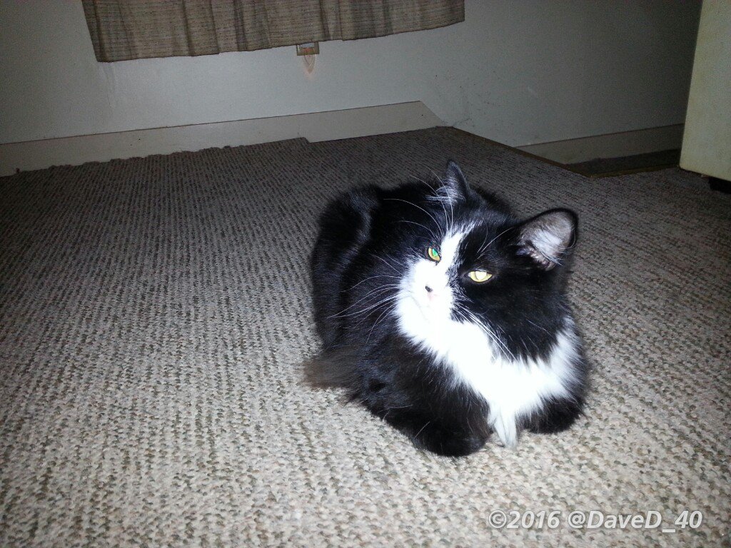 DaveD_40's tweet photo. Nina says "Good Morning Twitterworld! Hope everyone has a great start to the new week!" ❤🐾🐱🐾❤
#kittyloafmonday
#CurePetCancer
@NationwidePet https://t.co/TQREdFB1nQ