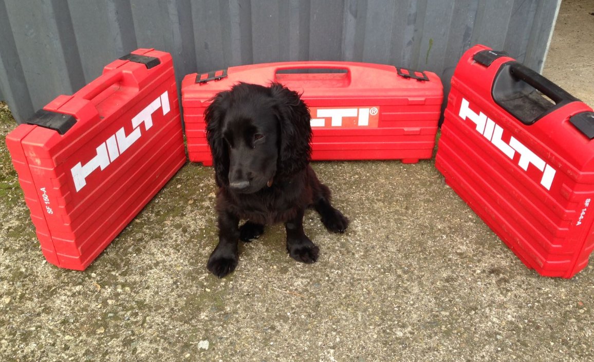 HiltiGB's tweet photo. “A pedigree dog surrounded by pedigree tools!” – We can’t argue with that! #DogsOfHilti https://t.co/RsLFlj6uXp