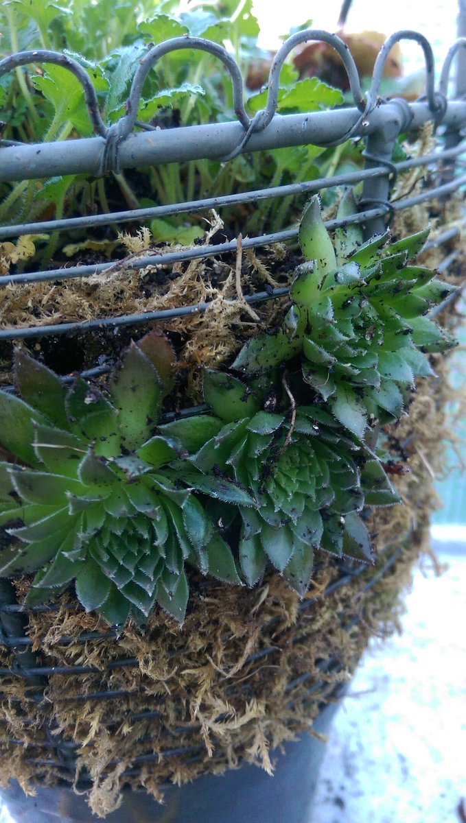 sianrobinson101's tweet photo. Having to put sempervivums sides of basket #cutwire ๐ bulbs coming through #Christmas gifts ๐๐
๐ผ https://t.co/FjS77emusD