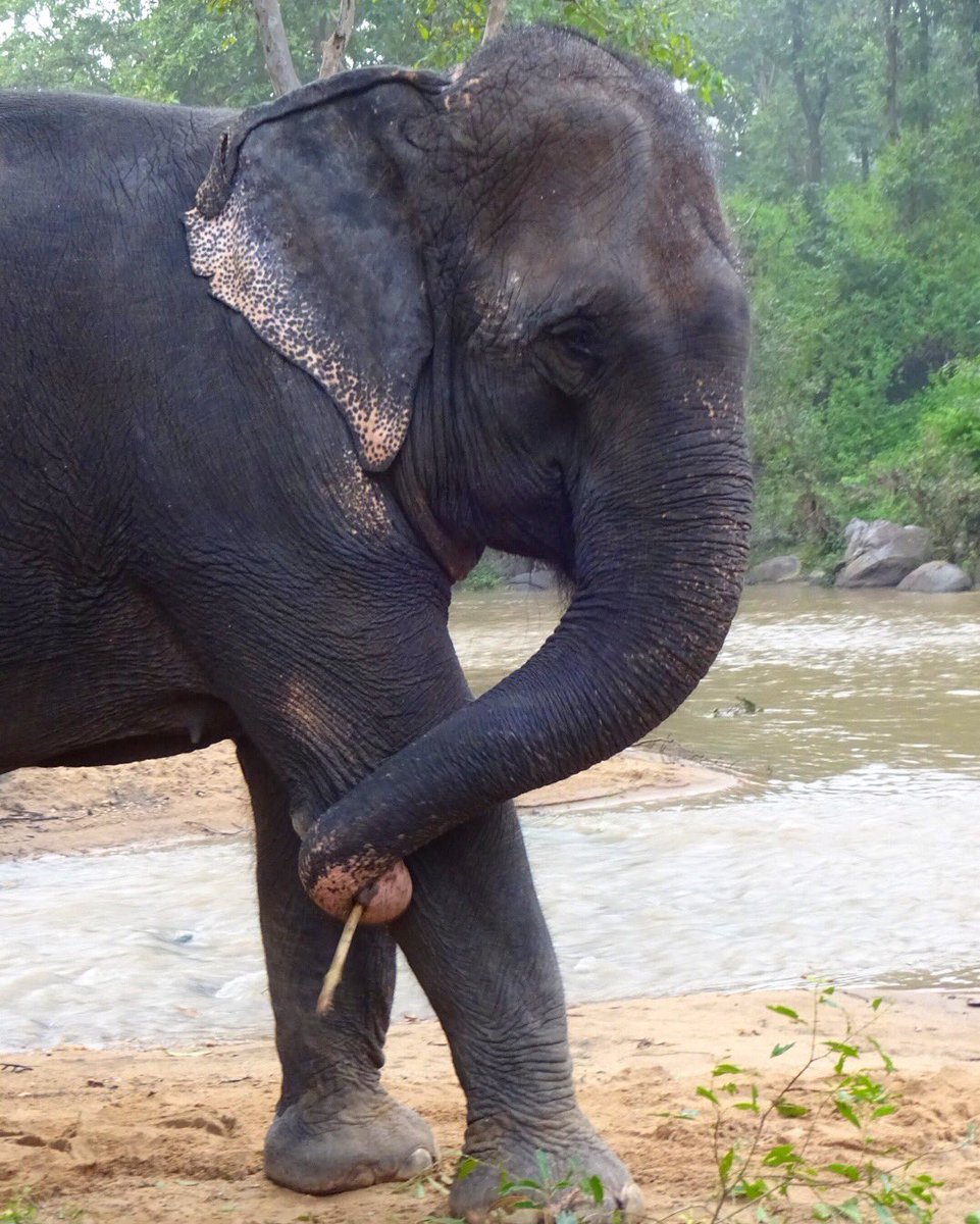 IsabellaMNoble's tweet photo. A huge highlight at @kiplingcampmp, Kanha National Park, is swimming w resident elephant Tara. #kiplingcamp #thehotelegraph @TheHotelegraph https://t.co/7q4HlWSoL3