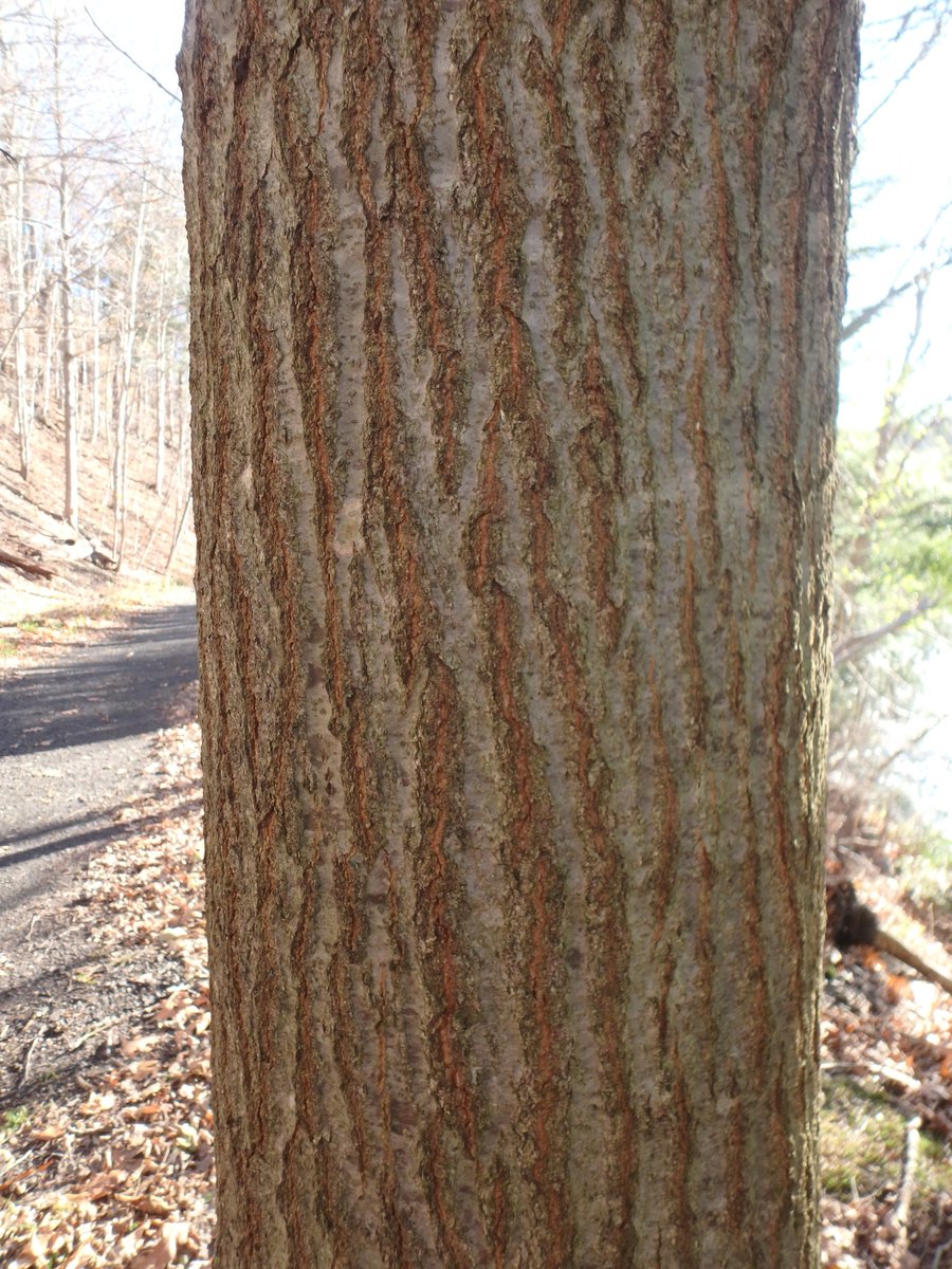 LeopoldLabESF's tweet photo. It's #barktime !: I. Acer saccharum (2), Prunus serotina, and Quercus rubra https://t.co/AzYtbRuC32