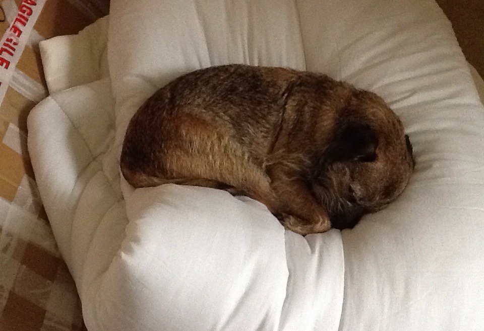 MarkRobCW's tweet image. Willow&apos;s answer of how to escape the stresses of packing for a house move.....