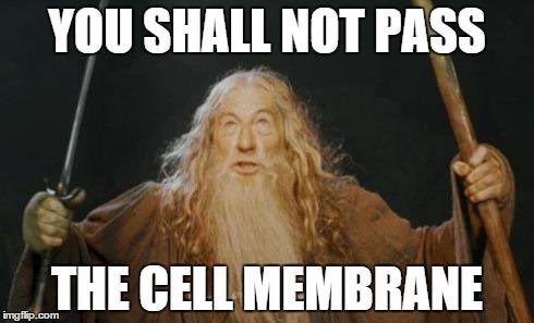 movingmembranes's tweet photo. #organellewars Don't be insane, VOTE membrane!🏃🏼 https://t.co/mCwo0Nd390