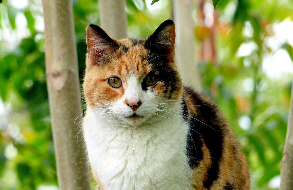 [LE SAVIEZ-VOUS ?] Les chats tricolores sont généralement des femelles.
