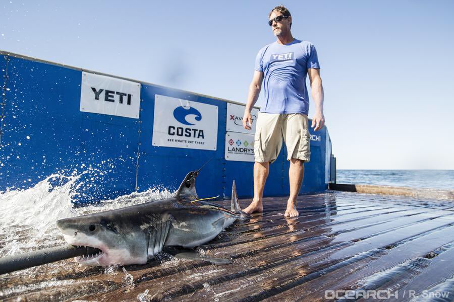 OCEARCH tweet media